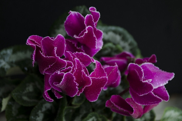 仙客來的繁殖方法，播種繁殖/切莖繁殖/組織繁殖