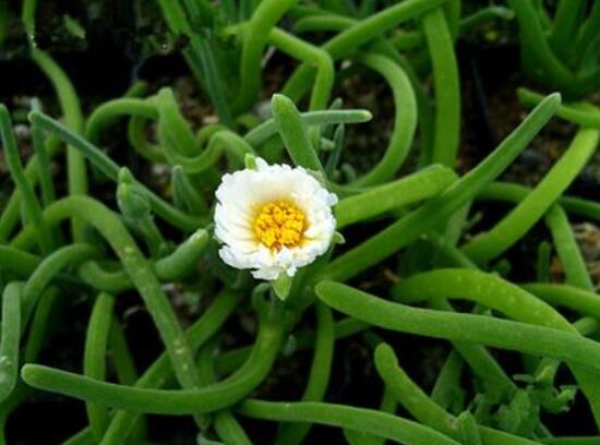 碧光環(huán)開花嗎，會(huì)開/從種植到開花需要5-7年(時(shí)間漫長(zhǎng))