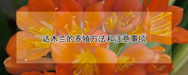達木蘭的養(yǎng)殖方法和注意事項