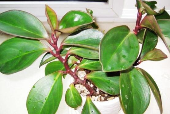 紫邊碧玉怎么養(yǎng)，七個(gè)基本方法教你養(yǎng)殖好