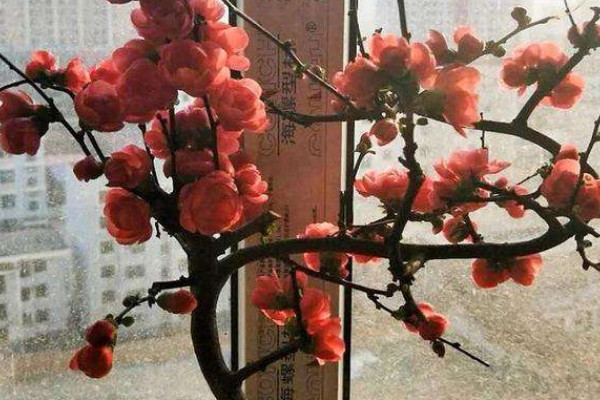 長(zhǎng)壽冠海棠夏季怎么管理