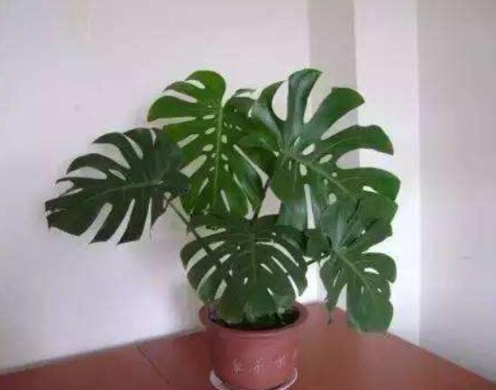 龜背竹好養(yǎng)嗎，老農(nóng)總結(jié)最好養(yǎng)的六點(diǎn)基本方法