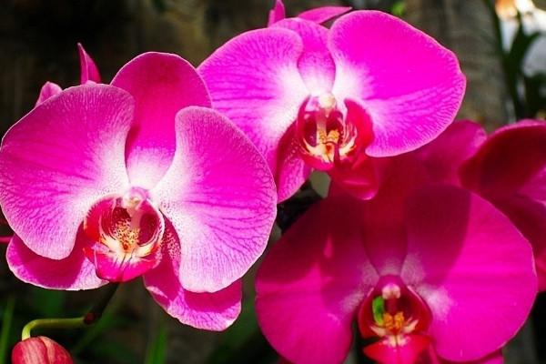 蝴蝶蘭如何過(guò)冬