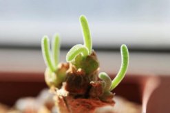 碧光環(huán)好養(yǎng)嗎，只需掌握四個養(yǎng)殖技巧便可長好