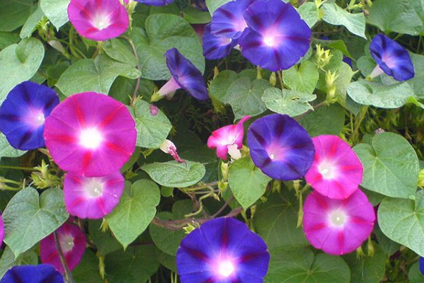 牽?；梢耘柙栽诩茵B(yǎng)嗎