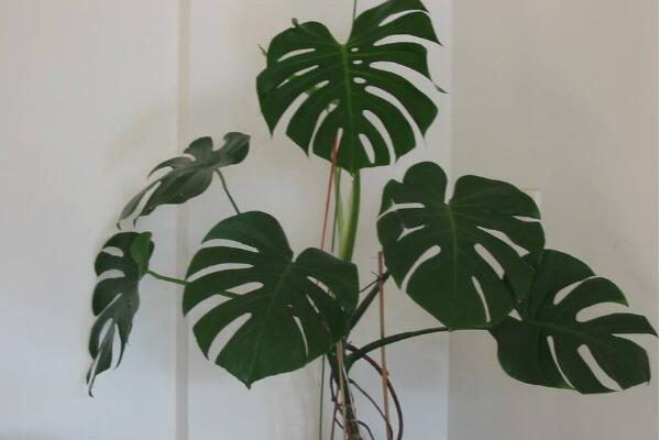 小龜背竹的養(yǎng)殖方法，做好以下五個要點(diǎn)即可