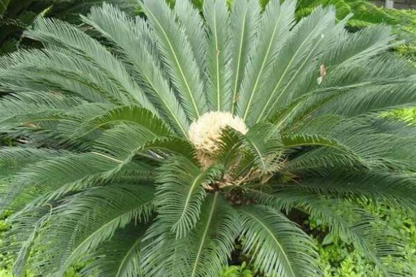 蘇鐵有哪些品種，常見蘇鐵品種介紹