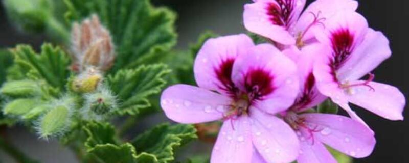 天竺葵花語(yǔ)