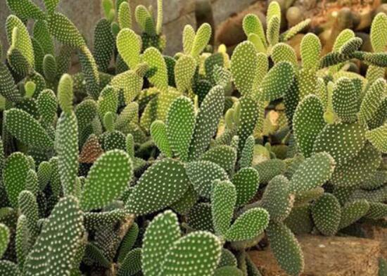 仙人掌沒根能活嗎，能活/傷口消毒晾干、重新移植上盆