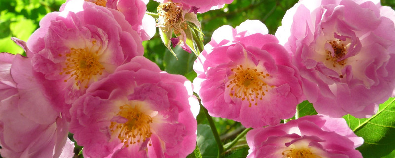 薔薇花能在室內(nèi)養(yǎng)嗎