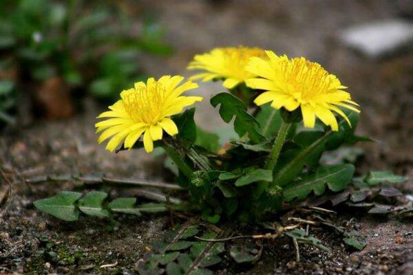 蒲公英什么時(shí)候種植，春秋季節(jié)種植成活率最高