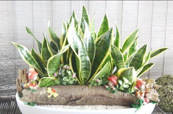 一帆風(fēng)順吸收甲醛嗎，除甲醛效果好