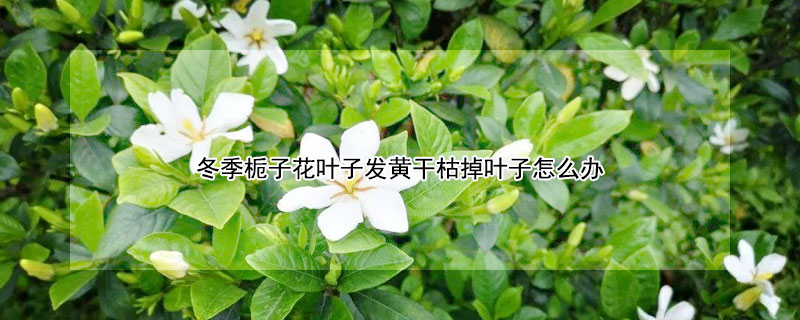 冬季梔子花葉子發(fā)黃干枯掉葉子怎么辦