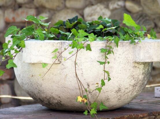 常春藤葉片干枯怎么救，老農(nóng)總結(jié)三種最有效解決辦法