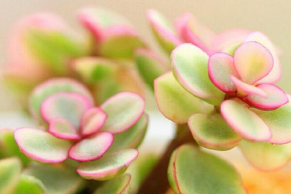 雅樂(lè)之舞怎么養(yǎng)，想養(yǎng)好雅樂(lè)之舞以下技巧必須要掌握