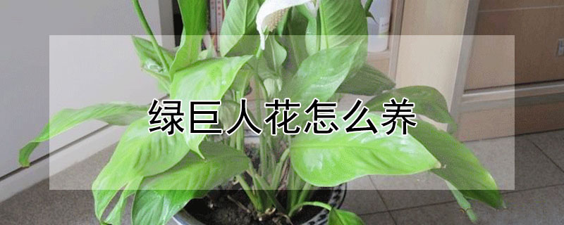 綠巨人花怎么養(yǎng)