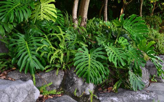 龜背竹晚上放臥室嗎，可以/凈化空氣、添福加壽、有利健康