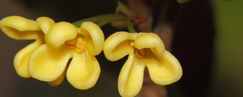 怎么快速的挑桂花雜質(zhì)