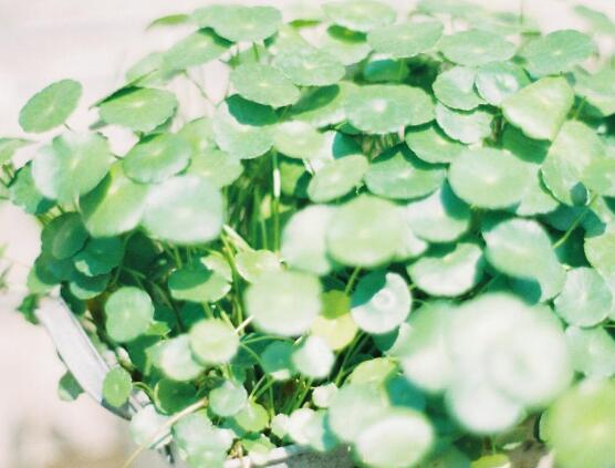 銅錢草水培變黃怎么辦，做好六大要點變得青翠碧綠