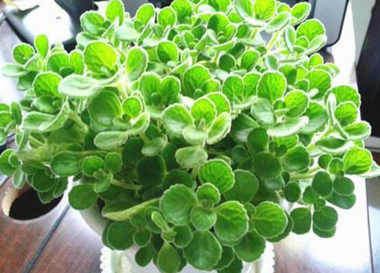 碰碰香有毒嗎，碰碰香一碰就芳香怡人