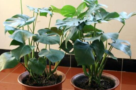 龜背竹吸甲醛嗎，能吸/可除去室內(nèi)90%甲醛