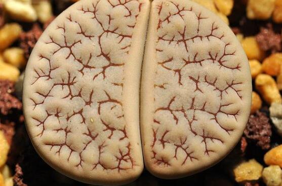 生石花怎么水培，教你四個(gè)基本步驟快速水培生根