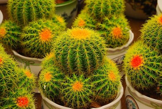 仙人球花語象征與寓意，堅強、溫暖、柔弱、孤獨