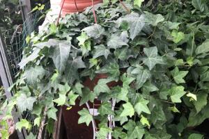 常春藤有什么風水作用，常春藤的功效與作用