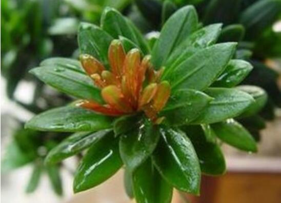 羅漢松什么品種最好，盤點(diǎn)最珍貴且珍稀四種品種