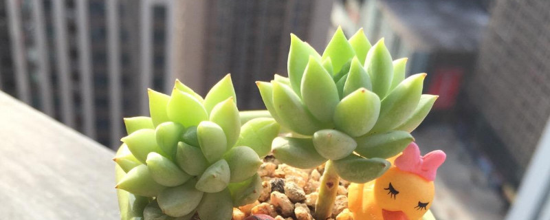 千佛手和樹冰的區(qū)別