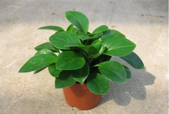 碧玉怎么養(yǎng)才能瘋長，做好這六點(diǎn)可生長得盆盆爆滿