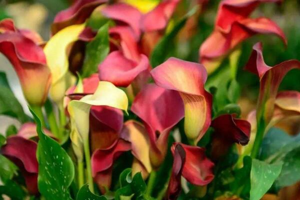 馬蹄蓮夏季的養(yǎng)殖方法，5個步驟可讓馬蹄蓮順利度夏