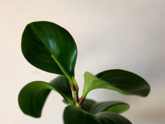 碧玉花的扦插方法圖解，教你五個扦插便可爆盆好方法