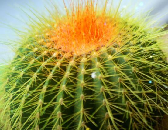 怎樣養(yǎng)仙人球容易開花，記住五個要點花開爆盆