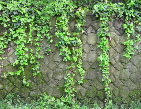 常春藤和爬山虎的區(qū)別，三個(gè)方法教你簡(jiǎn)單分辨