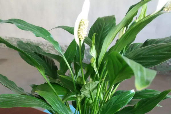 一帆風(fēng)順的花變綠是怎么回事