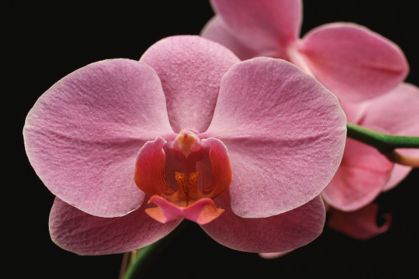 開的特別大的蝴蝶蘭是什么品種