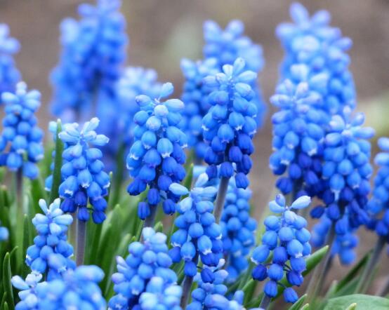 風(fēng)信子葉子太長(zhǎng)立不住是怎么回事，教你常見三種原因以及解決方法