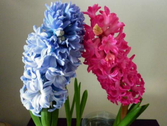 家里養(yǎng)風信子好嗎，好/美化家居環(huán)境、凈化空氣