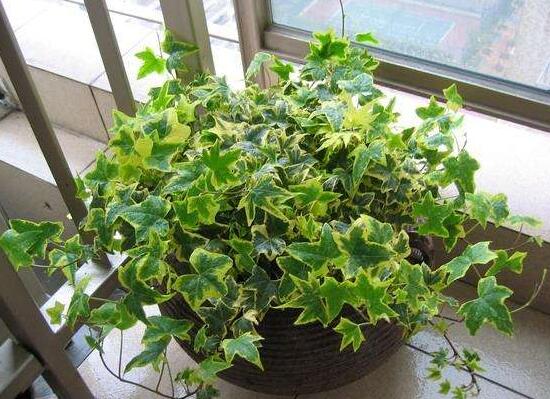 常春藤怎么繁殖，常春藤的扦插方法