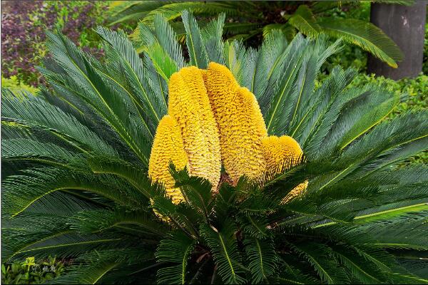 鐵樹開花是什么征兆，是一種祥瑞之兆