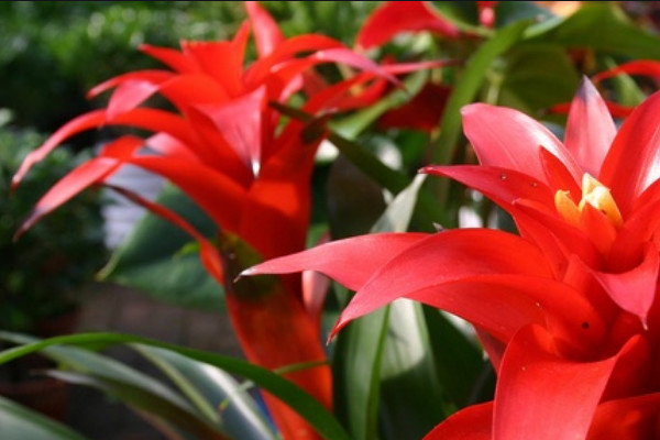 鴻運(yùn)當(dāng)頭怎么配土