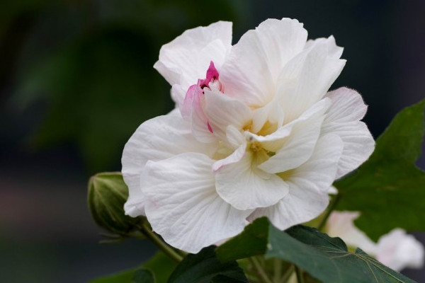 芙蓉花怎么壓新的出來(lái)