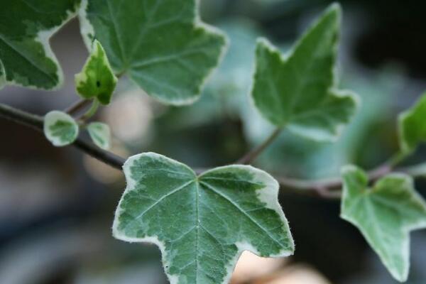 常春藤圖片，好看的常春藤欣賞