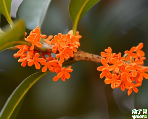 桂花在室內(nèi)怎么養(yǎng) 桂花抗凍多少度4