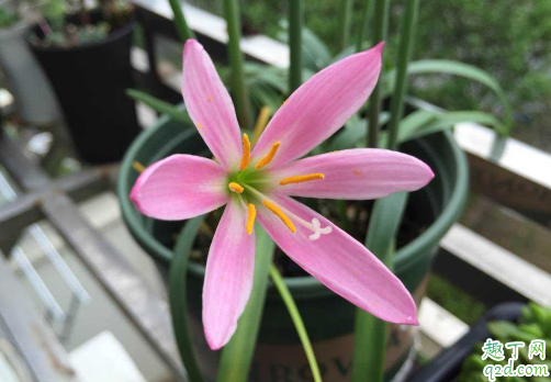 風(fēng)雨蘭好養(yǎng)活嗎風(fēng)雨蘭怎樣養(yǎng)才能夠爆盆3