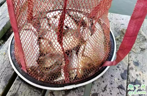 閑魚(yú)上的品牌魚(yú)鉤怎么樣 正規(guī)品牌魚(yú)鉤在哪買(mǎi)比較好1