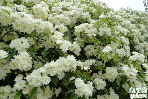 山木香好養(yǎng)活不 養(yǎng)植山木香需注意哪些事項(xiàng)1