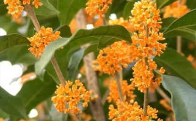 桂花在室內(nèi)怎么養(yǎng) 桂花抗凍多少度