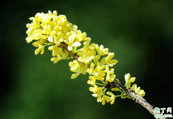 桂花在室內(nèi)怎么養(yǎng) 桂花抗凍多少度2